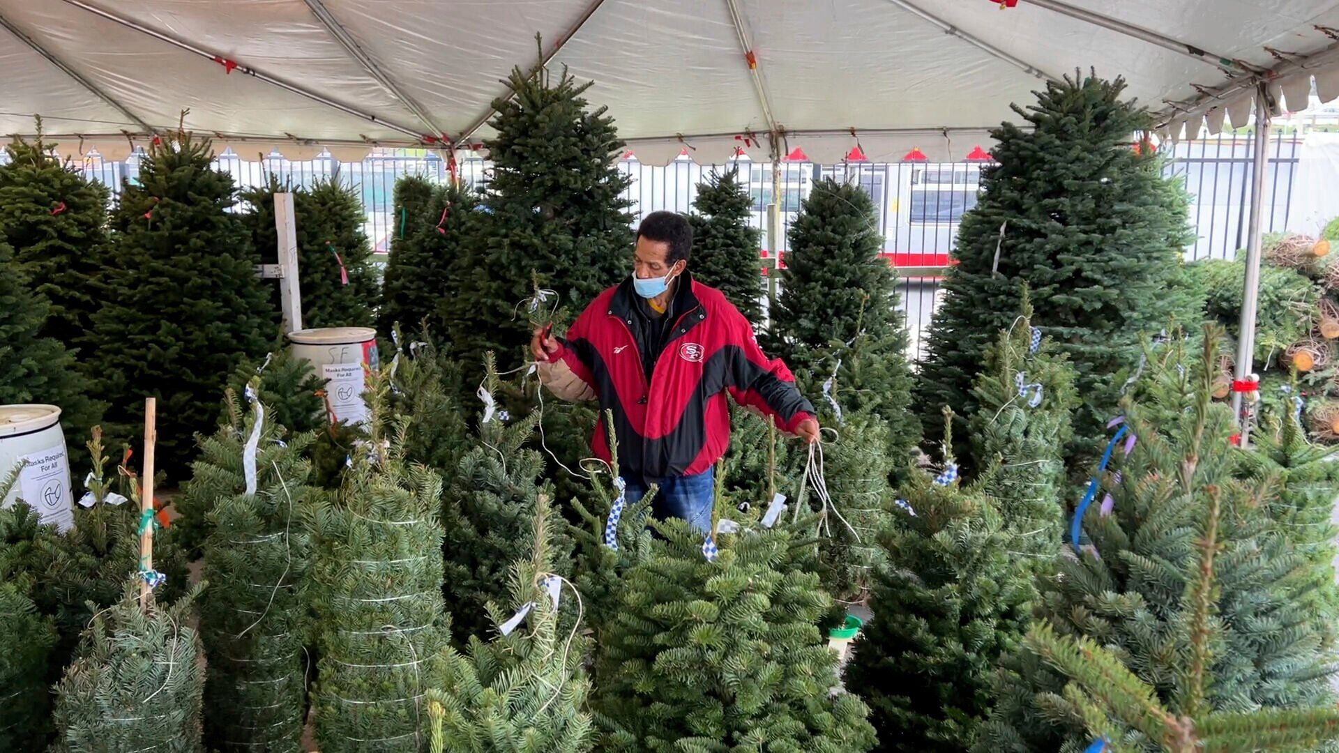 Christmas Tree Shortage